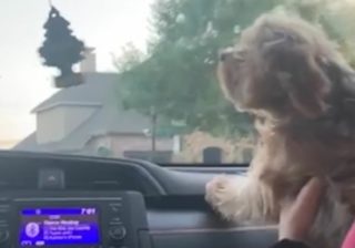 Dono liga as escovas do limpa pára-brisas e o seu cão fica visivelmente furioso