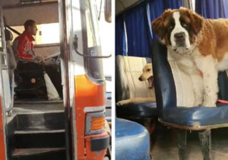 Passeador de cães tem tantos cães para passear que precisa de um autocarro escolar