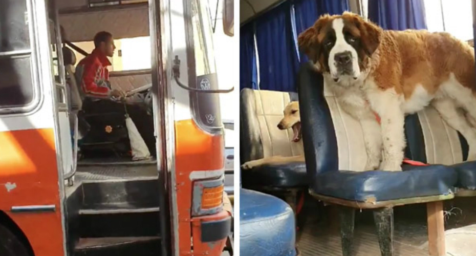 Passeador de cães tem tantos cães para passear que precisa de um autocarro escolar