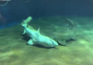 Vídeo amador mostra momento em que Tubarão salva a vida de outro tubarão no Oceanário