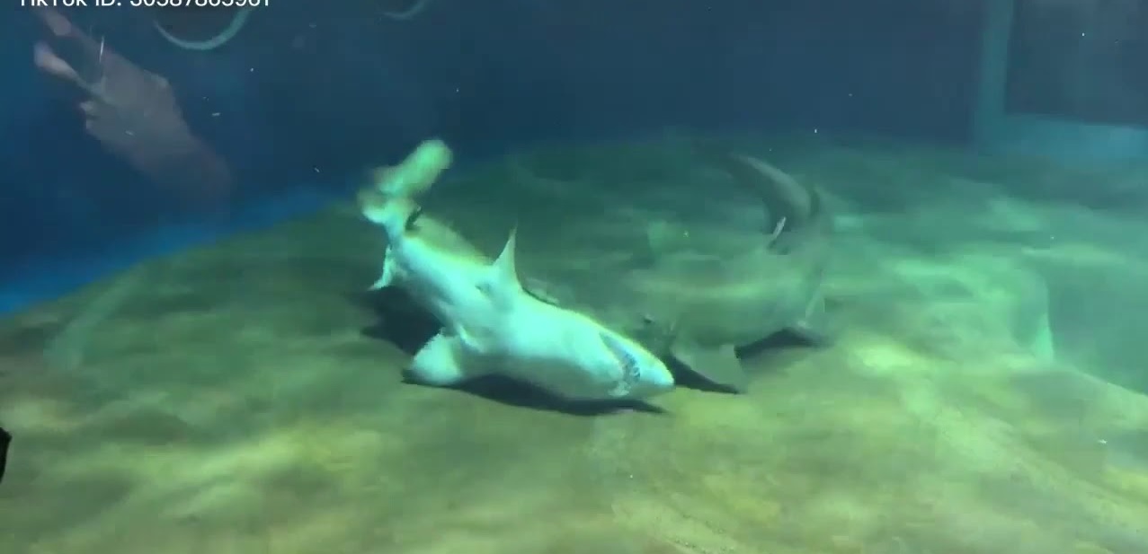 Vídeo amador mostra momento em que Tubarão salva a vida de outro tubarão no Oceanário