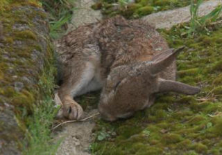 Milhares de coelhos mortos devido a vírus altamente contagioso
