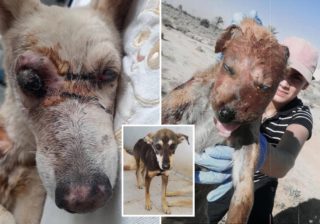 Homens atacam abrigo de animais e matam cães com pregos nos olhos, lixívia e pancada