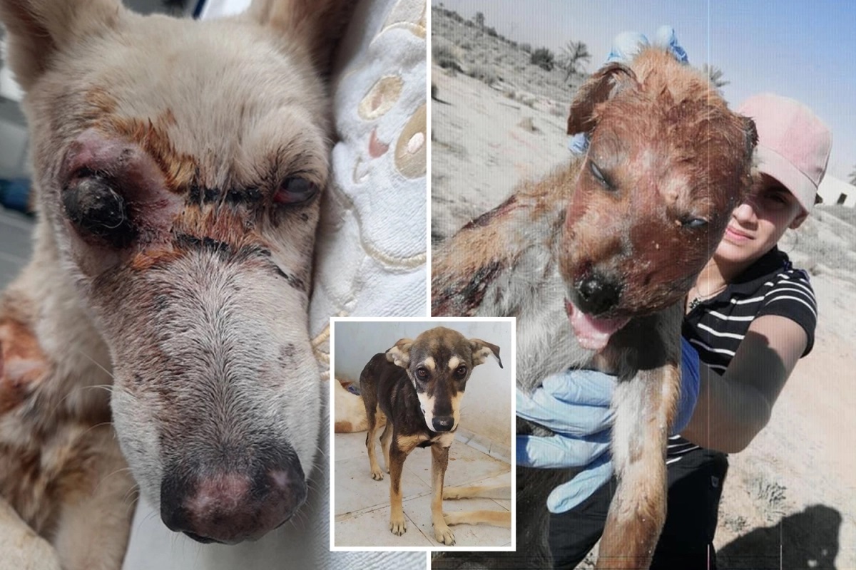 Homens atacam abrigo de animais e matam cães com pregos nos olhos, lixívia e pancada