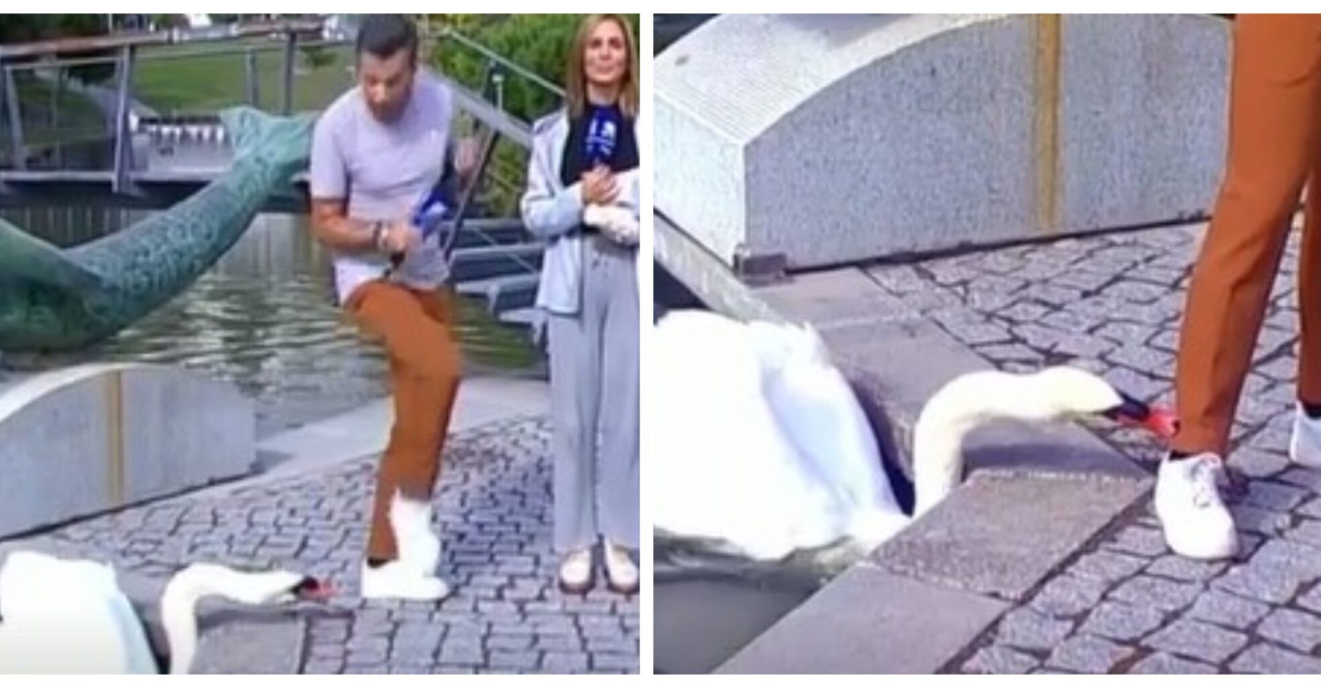 Em direto, Tiago Goes Ferreira foi atacado por um ganso: “O gajo mordeu-me”