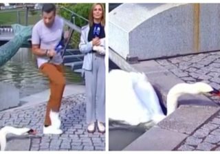 Em direto, Tiago Goes Ferreira foi atacado por um ganso: “O gajo mordeu-me”