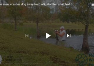 ARREPIANTE – HOMEM SALVA AMIGO DE 4 PATAS … DA BOCA DE UM CROCODILO 😱 (VÍDEO)