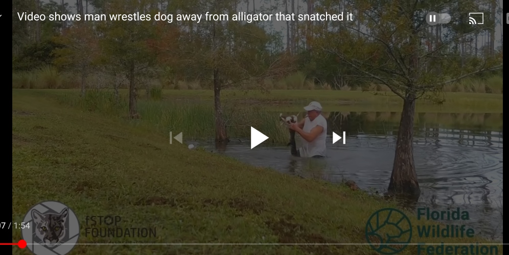 ARREPIANTE – HOMEM SALVA AMIGO DE 4 PATAS … DA BOCA DE UM CROCODILO 😱 (VÍDEO)