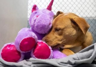 CÃO RAFEIRO APAIXONA-SE, ASSALTA LOJA E … ACONTECE MAGIA
