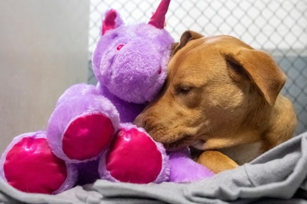 CÃO RAFEIRO APAIXONA-SE, ASSALTA LOJA E … ACONTECE MAGIA
