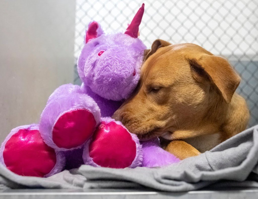 CÃO RAFEIRO APAIXONA-SE, ASSALTA LOJA E … ACONTECE MAGIA